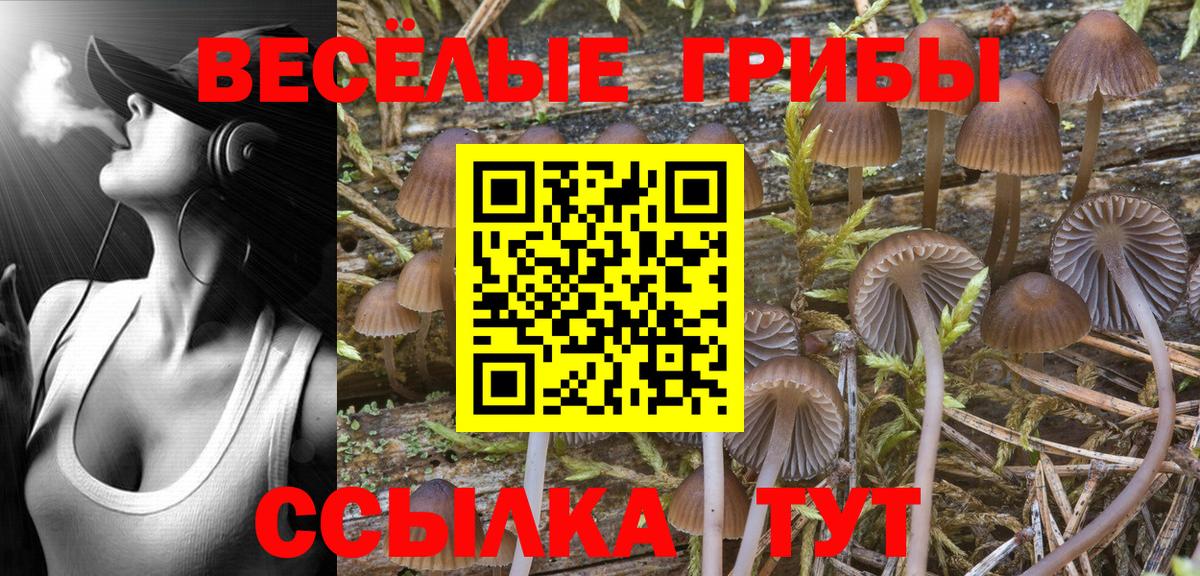 Нижний Новгород  наркота  Вход с VPN  Псилоцибиновые грибы Psilocybe 