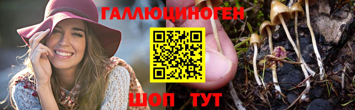 Псилоцибиновые грибы GOLDEN TEACHER Нижний Новгород
